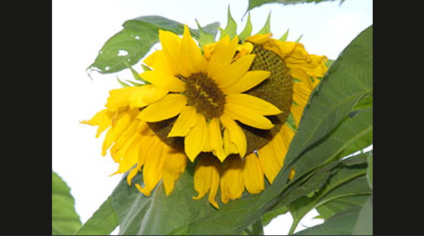 Tsunami, Japan, Jordbavning